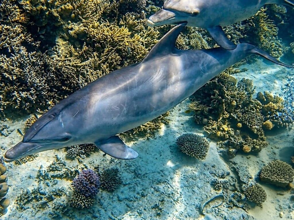 Delfine und noch viel mehr im Roten Meer