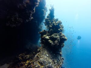 Haie und noch so vieles mehr im Roten Meer