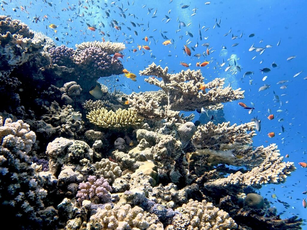 Große Fische und ein faszinierendes Plateau