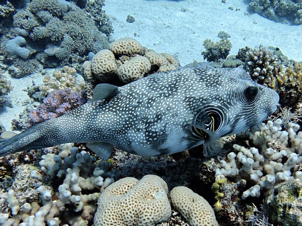 Das Rote Meer ist wieder offen für neue Tauchabenteuer