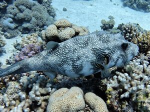 Das Rote Meer ist wieder offen für neue Tauchabenteuer