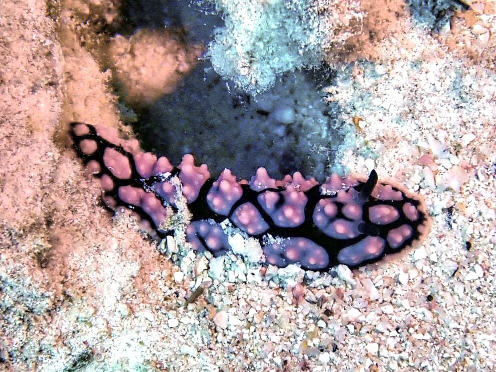 Buntes Allerlei Unterwasser und Delfinbegleitung