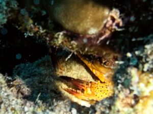 Versteckte Schätze mitten im Riff