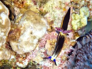 Adlerauge Maxl und die Rotmeer-Sternschnecke