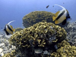 Wo das Meer vor Leben pulsiert
