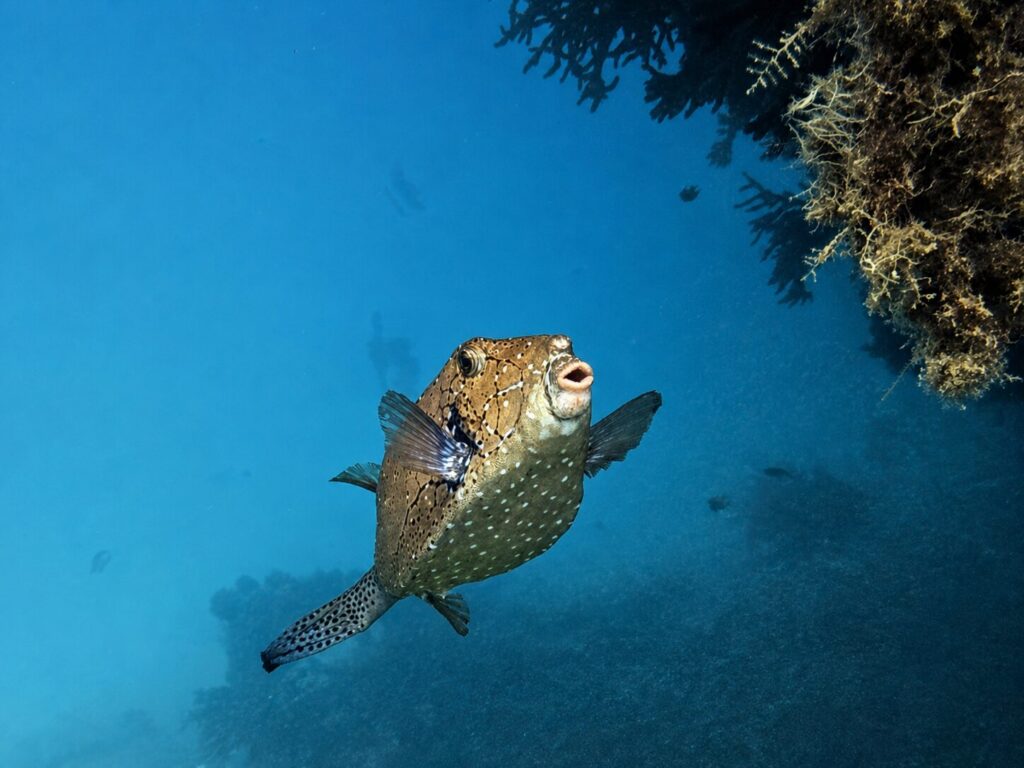 Ein fischreicher Samstag im bunten Roten Meer