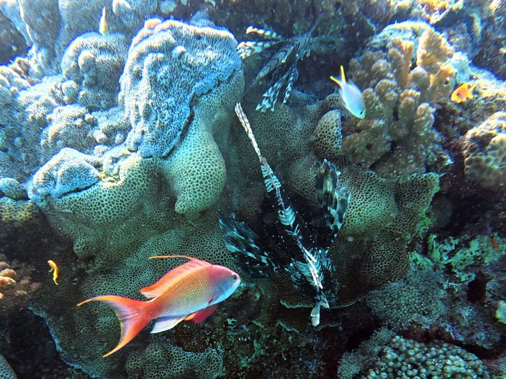 Ein bunter Mittwoch zwischen farbenfrohen Fischen