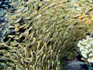 Am Schönsten ist es zwischen den Fischen