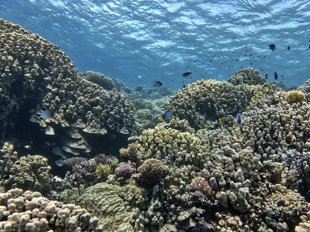 Vom Roten Meer – unser aktueller Wochenrückblick