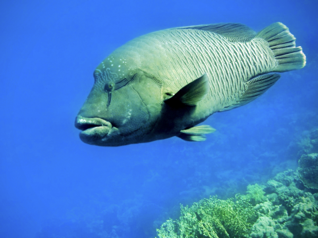 Vom Riff direkt ins Großfischkino