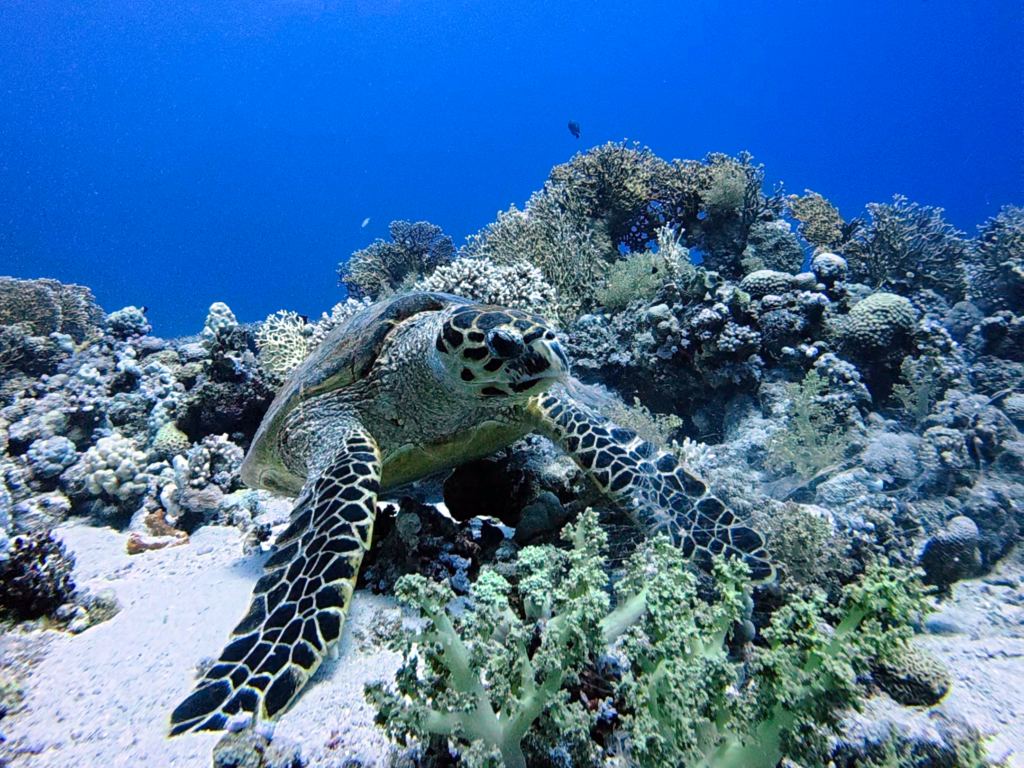 Besondere und magische Lebewesen im Roten Meer