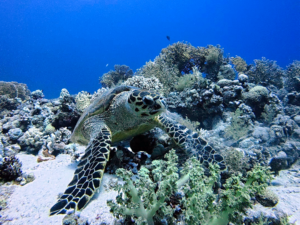 Besondere und magische Lebewesen im Roten Meer
