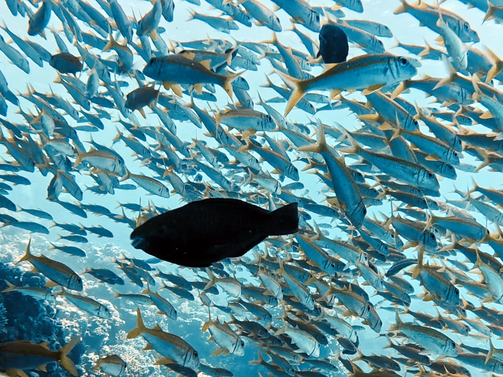 Fischige Aussichten unter Wasser