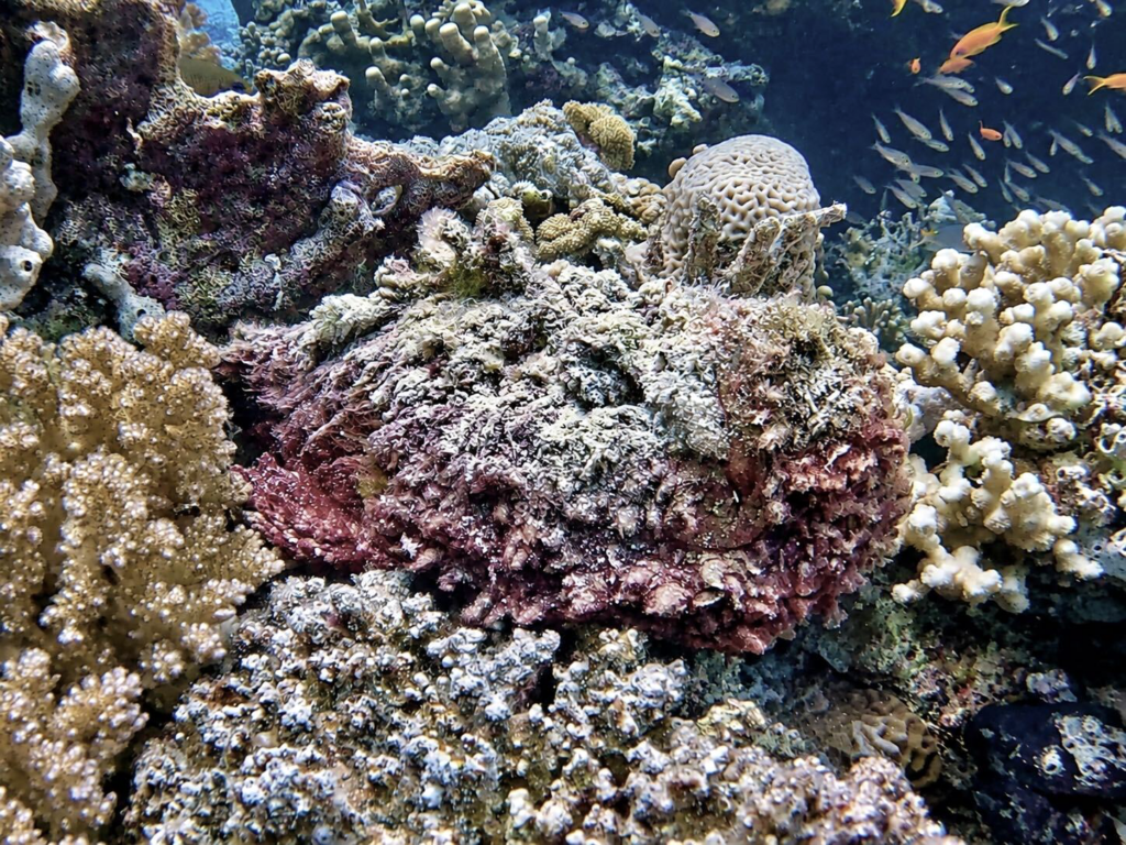Das Rote Meer hat immer etwas Schönes zu bieten