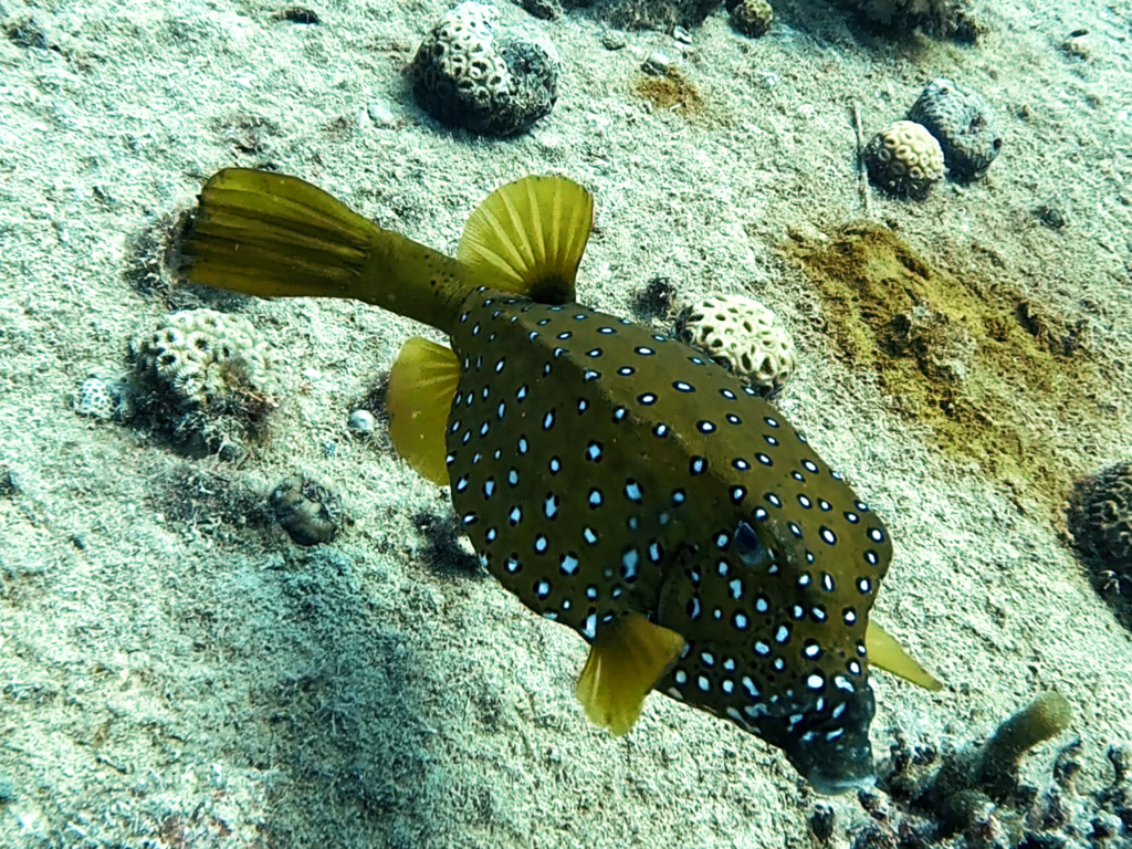 Auf Entdeckungsreise bei den Wracks vor Hurghada