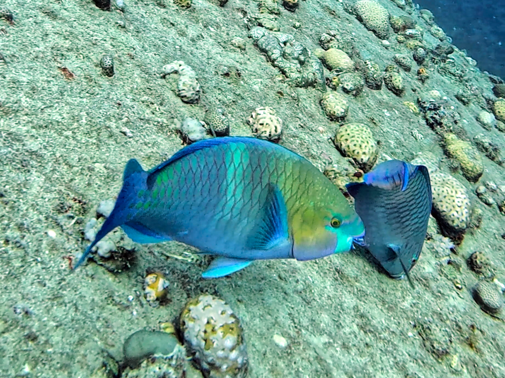 Wrack Papagei