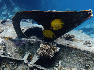 Leben gibt es im Roten Meer überall