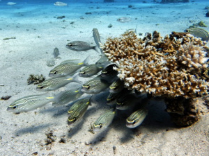 Von Korallengärten und Fischschwärmen