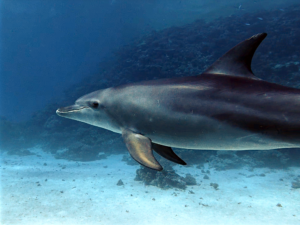 Shaab Helua war heute wieder ein echtes Dolphin House