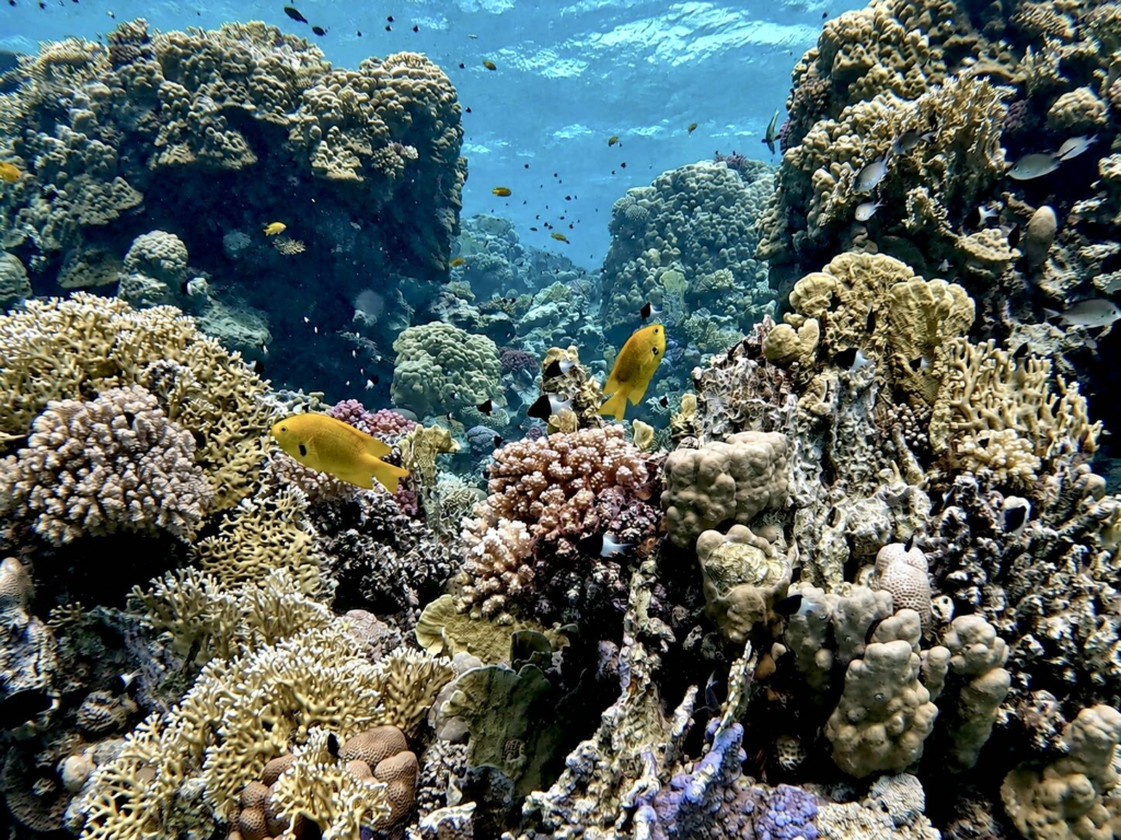 Unsere Woche am Roten Meer in der Rundschau